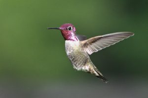 a flying hummingbird